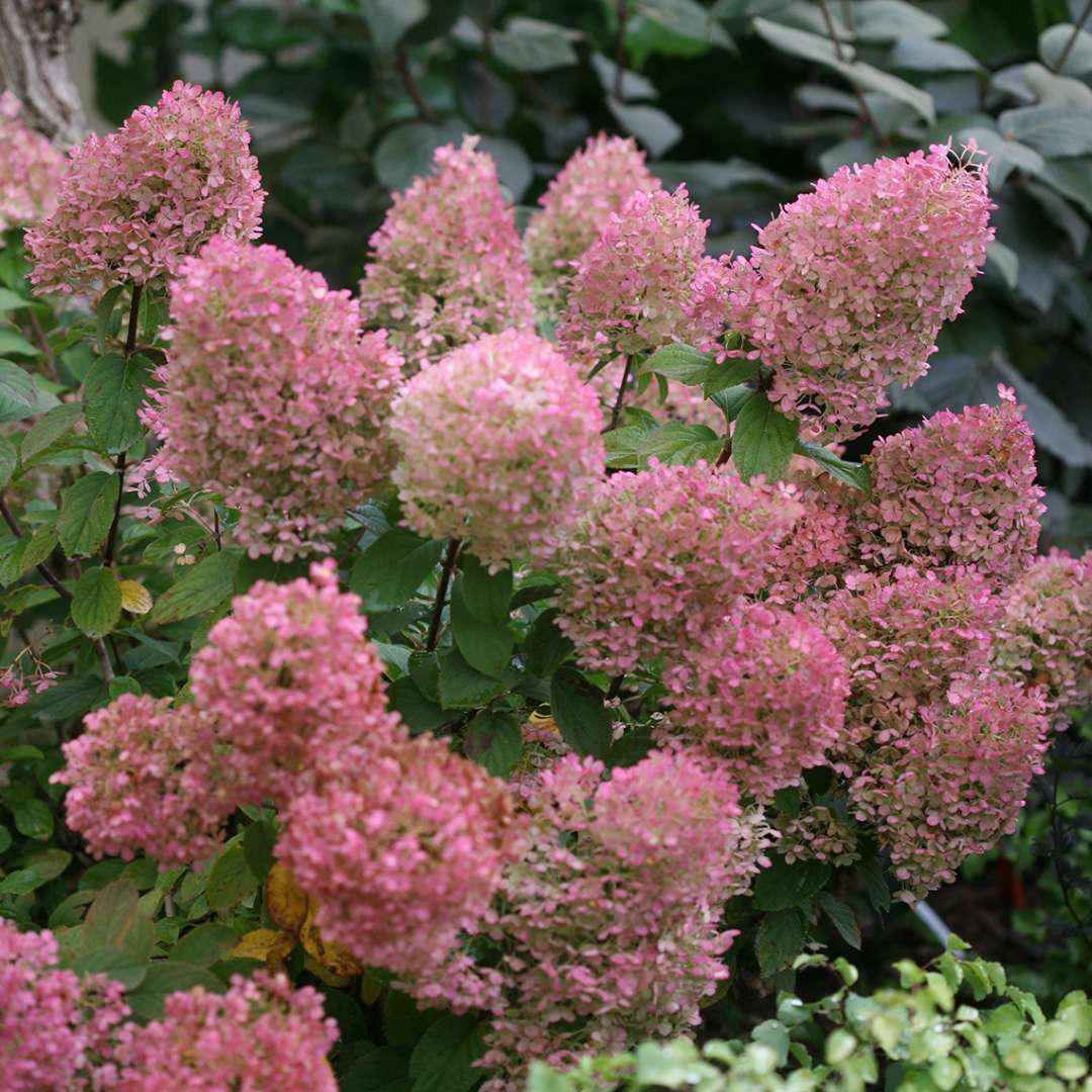BOBO® Panicle Hydrangea | Proven Winners® - Image 3