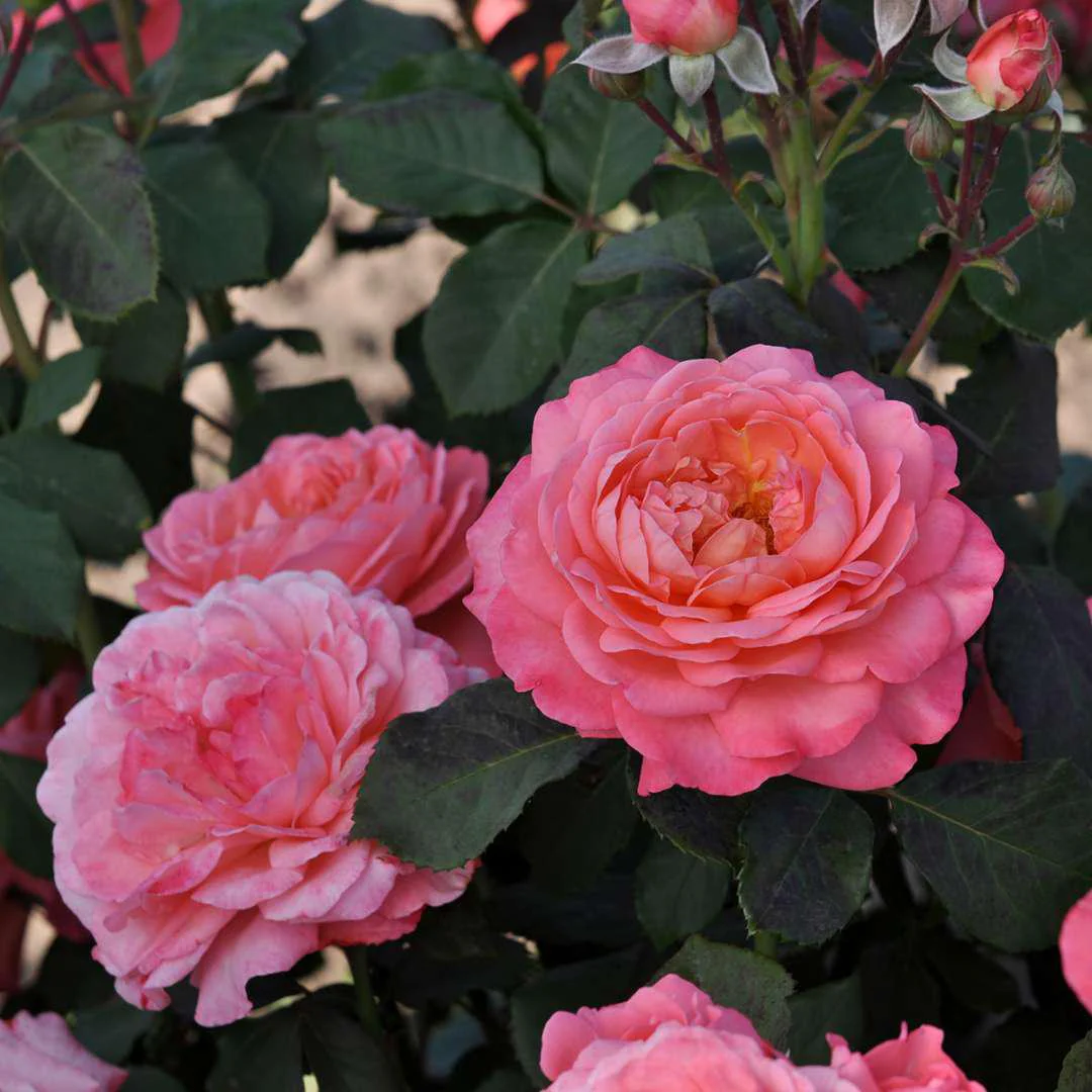 REMINISCENT™ Coral Rose - Image 3