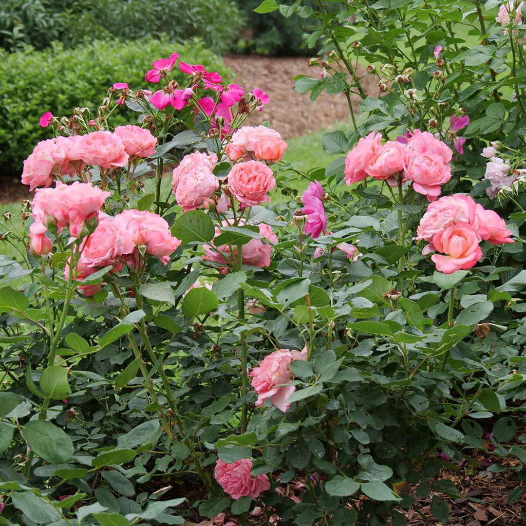 REMINISCENT™ Coral Rose - Image 4