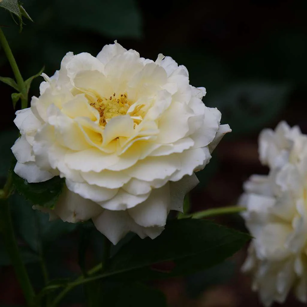 REMINISCENT® Crema Rose - Image 3