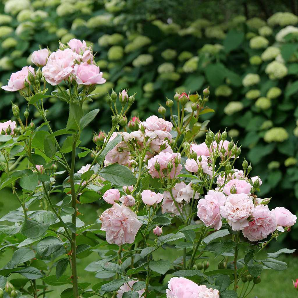 REMINISCENT® Pink Rose - Image 3