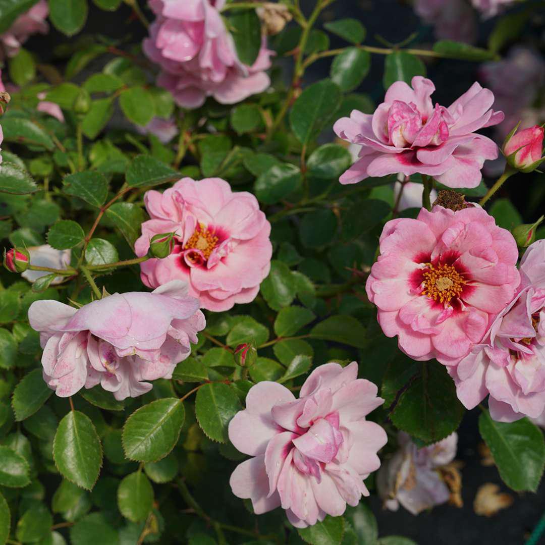 RINGO® Double Pink Rose - Image 4