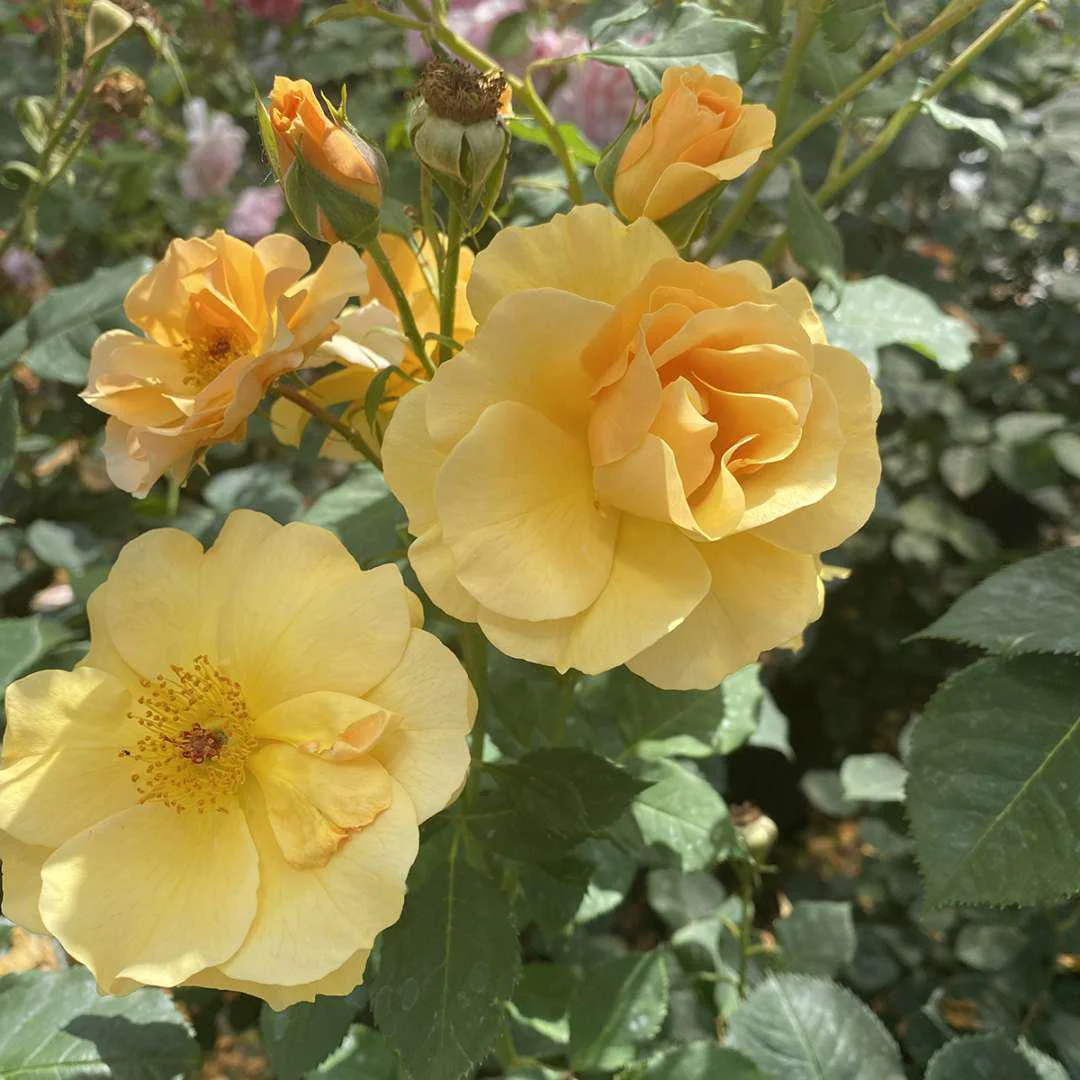 RISE UP AMBERNESS™ Rose - Image 3