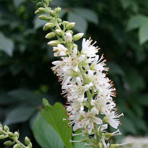 SUGARTINA® ‘Crystalina’ Summersweet - Image 3