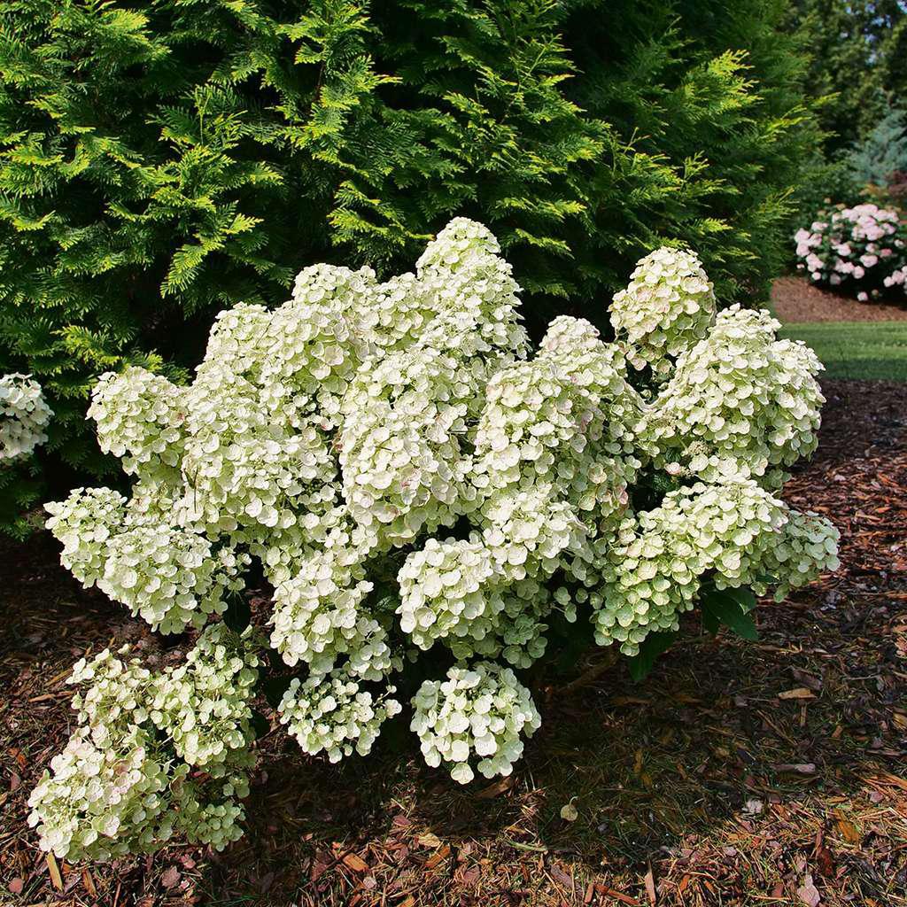 TINY QUICK FIRE® Hydrangea- Panicle - Image 4