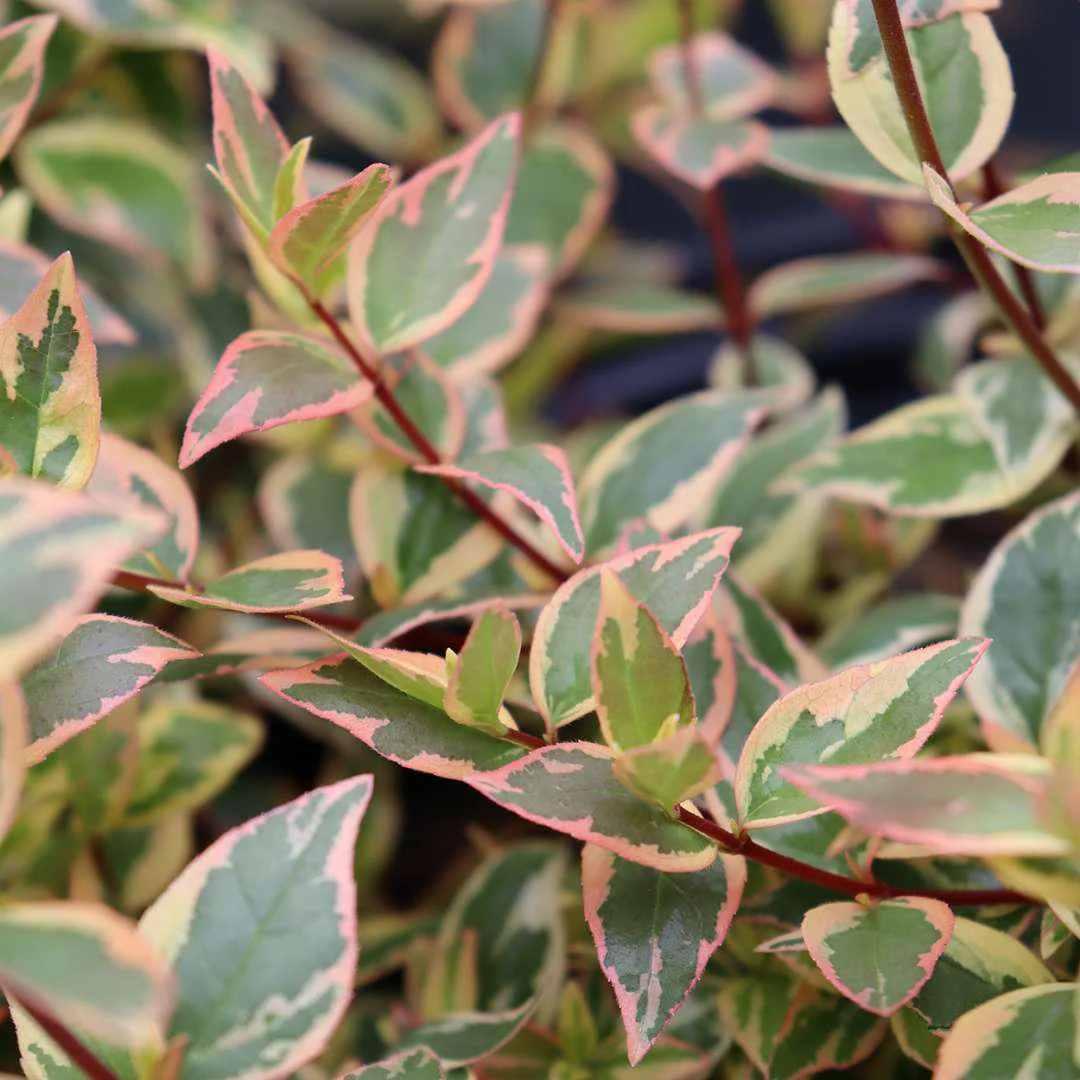 TRES AMIGOS™ Abelia - Image 3